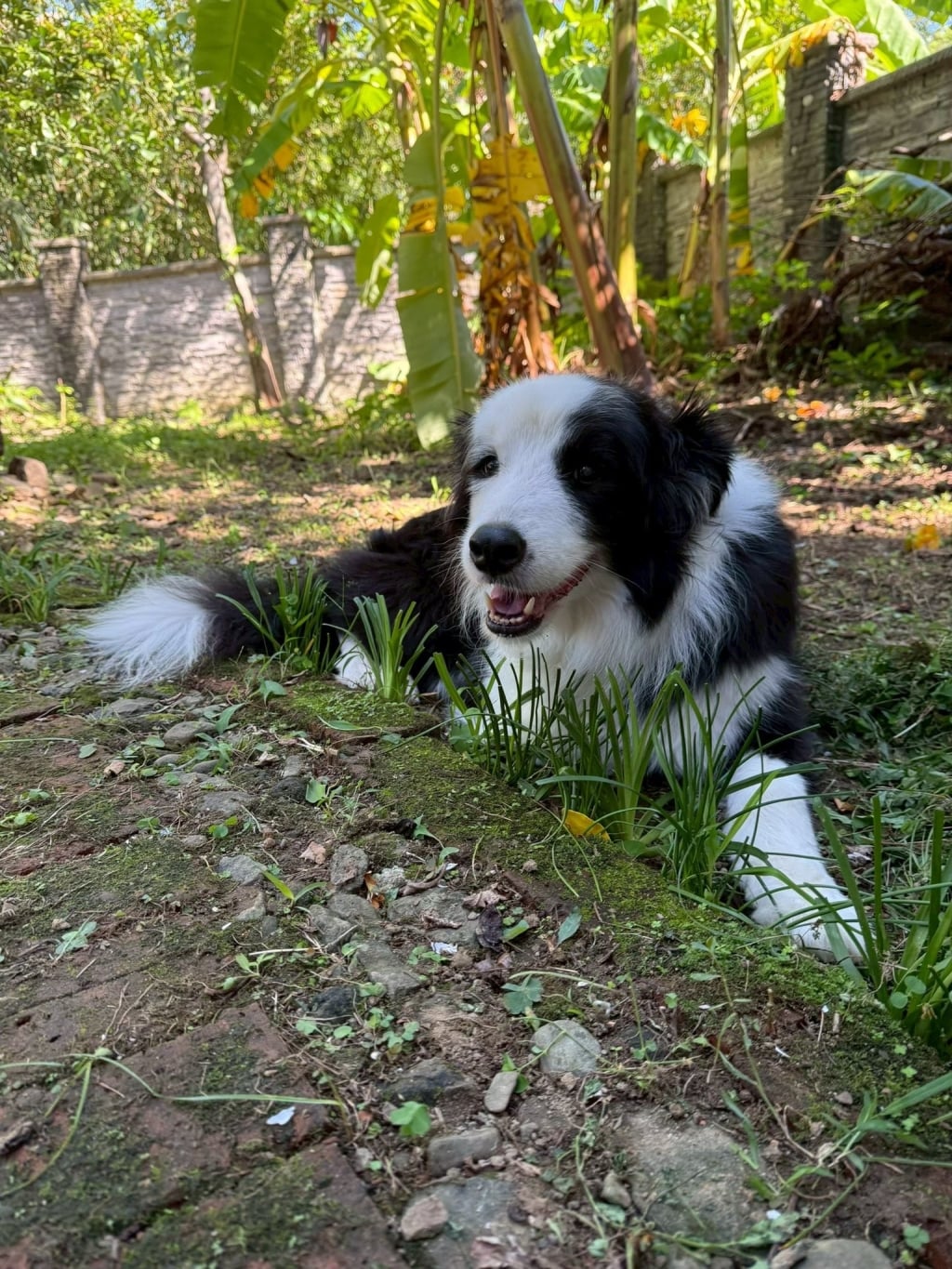 徐千京《姊妹亮起來》愛犬「荷葉」護主心切!揭超狂智商:比人還貼心