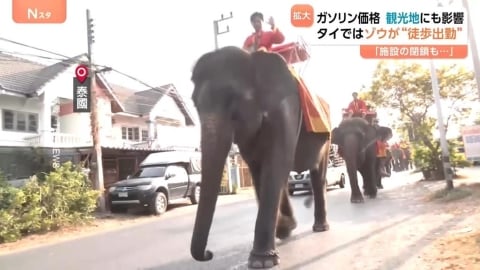 中東戰爭油價飆漲  泰國大象竟走路去上班