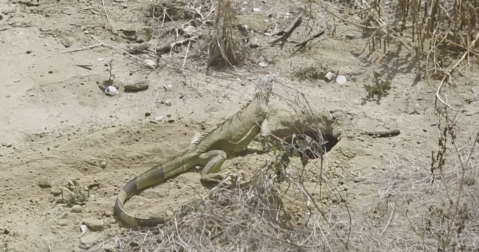 綠鬣蜥入侵！　台南民眾住家附近直擊綠鬣蜥挖洞產卵