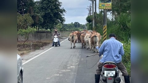 壽豐鄉放牧牛隻逸散引民怨　花蓮農業處會勘強化輔導避免再發生