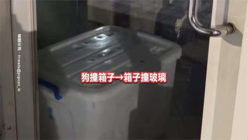 疑不當對待! 台中寵物店"收納箱裝狗"毛孩驚嚇猛撞