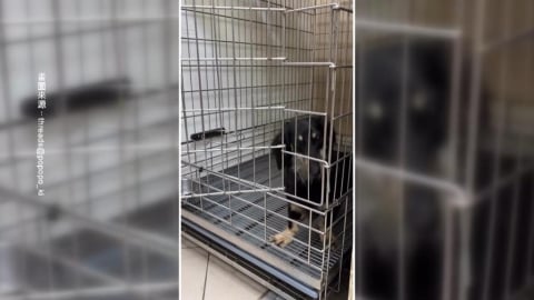 疑不當對待! 台中寵物店"收納箱裝狗"毛孩驚嚇猛撞