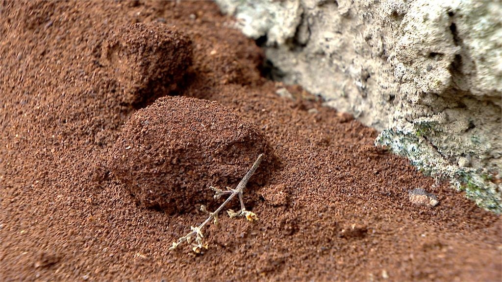 長知識！咖啡渣不能直接施肥　發酵生熱反「燒傷」植物根部