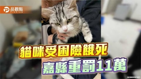 房客失聯棄養貓險餓死　嘉縣開罰11萬並列認養黑名單