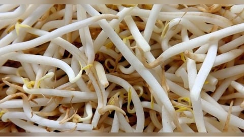 豆芽菜不算燙青菜？醫證實「水分高、營養低」　長期單吃影響曝光