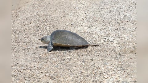 第118隻海龜回家了　海巡署是海洋守護生命的第一道防線