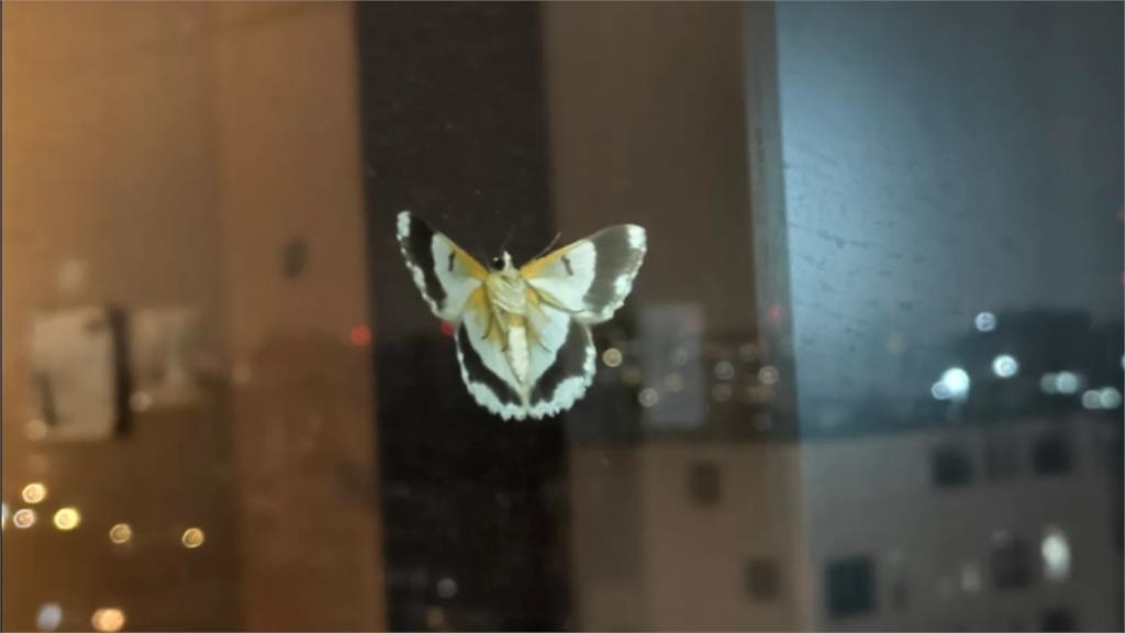 女兒守母親最後一刻!12樓病房外驚見蝴蝶...網友「1句話」逼哭一票人