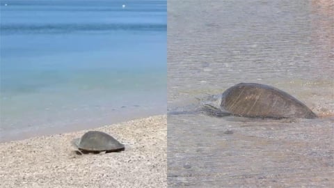 第118隻海龜野放成功!海巡署「118報案」化身守護海洋生命第一線