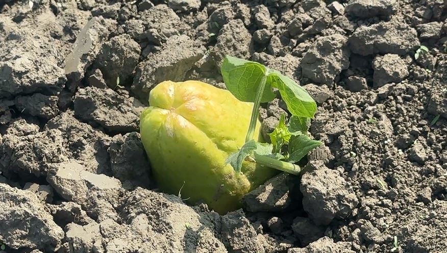 奇景！芭樂長在土裡？　農民曝真相「是這一種蔬菜」