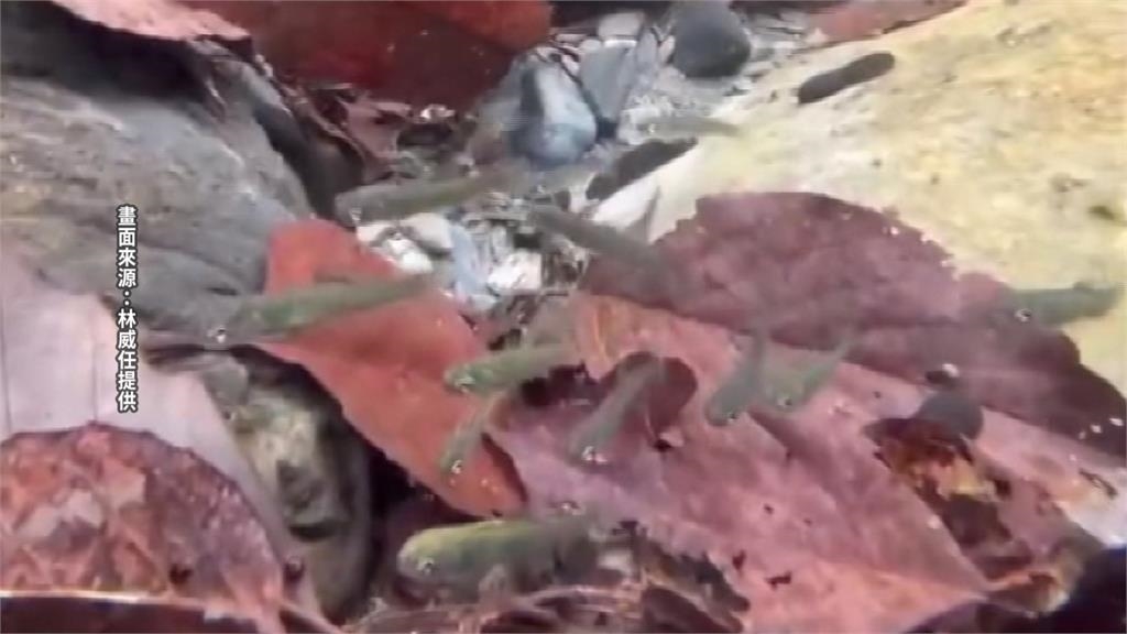 復育有成！ 七家灣溪意外拍到＂櫻花鉤吻鮭寶寶＂現蹤