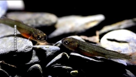 復育有成！ 七家灣溪意外拍到＂櫻花鉤吻鮭寶寶＂現蹤