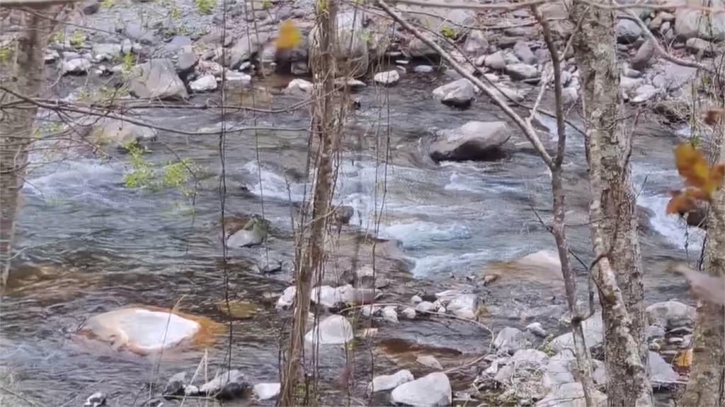 武陵農場秘密基地！　直擊櫻花鉤吻鮭復育