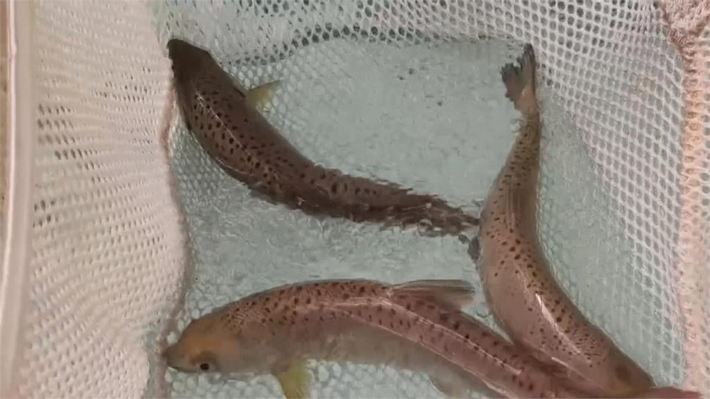 武陵農場秘密基地！　直擊櫻花鉤吻鮭復育