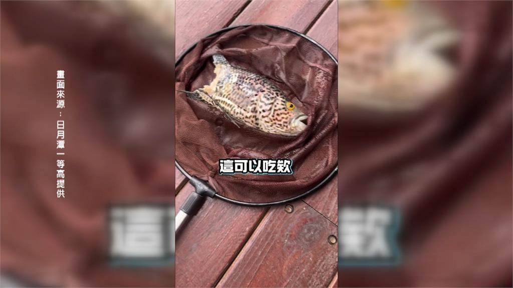 日月潭外來種「魚虎」獵食驚人　石斑魚被咬半尾慘死