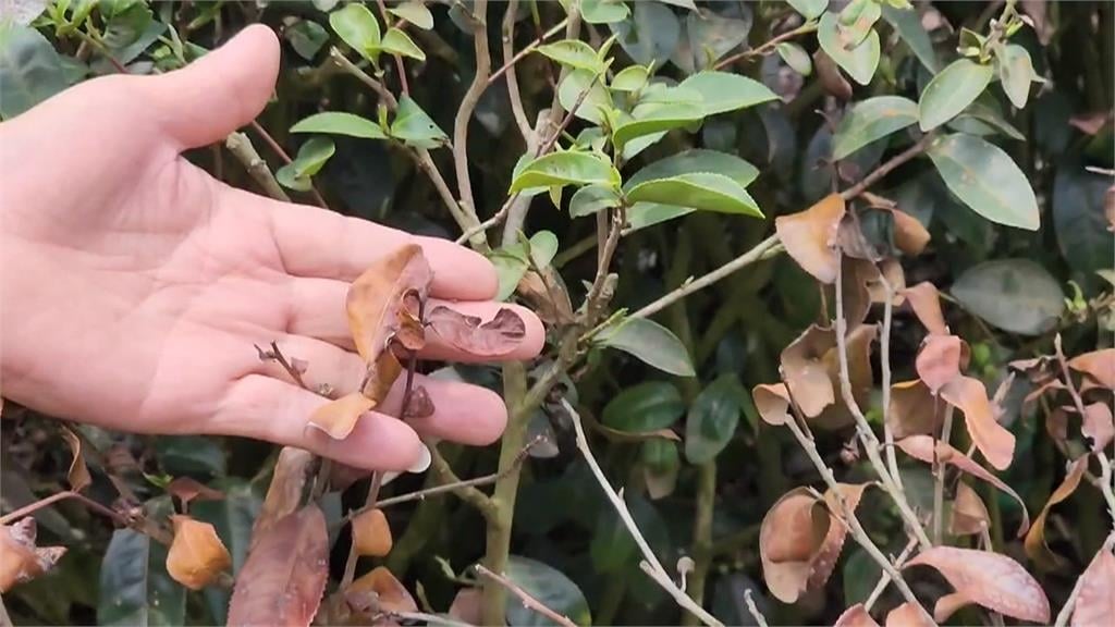 日月潭外來種「魚虎」獵食驚人　石斑魚被咬半尾慘死