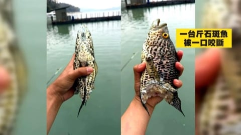 日月潭外來種「魚虎」獵食驚人　石斑魚被咬半尾慘死