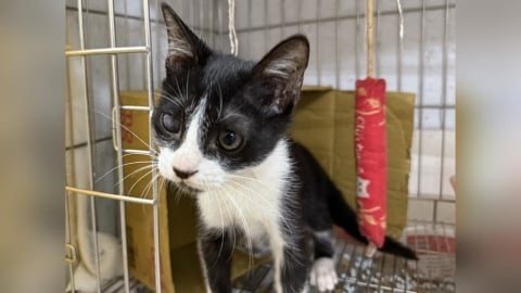 黑白小貓受傷嚴重險瞎眼　新北市動保處治療後助找認養家庭