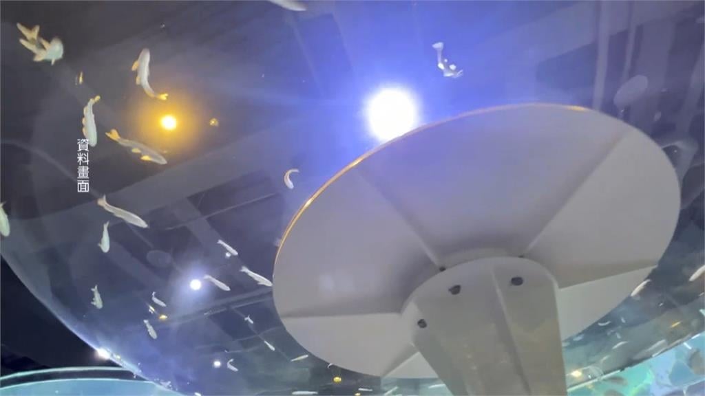 台中海洋館「魚跳缸疑受傷」網撻伐　館方回應了