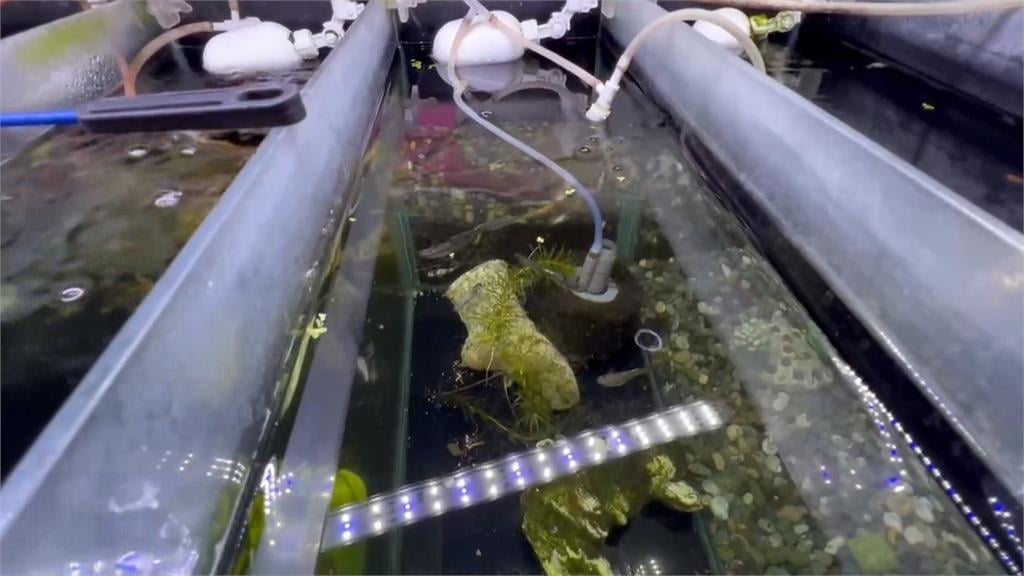台中海洋館「魚跳缸疑受傷」網撻伐　館方回應了