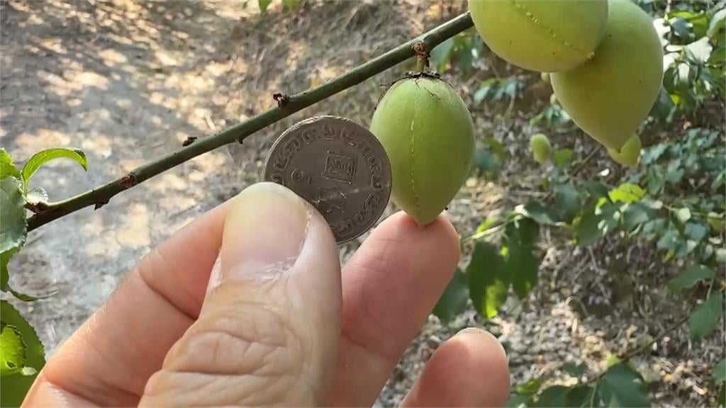 降雨不足！台南青梅收成慘　落果嚴重、大小不如以往