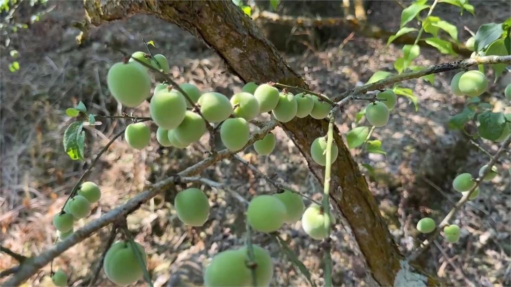 降雨不足！台南青梅收成慘　落果嚴重、大小不如以往
