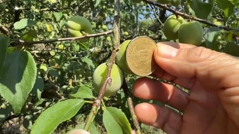 降雨不足!台南青梅收成慘 落果嚴重、大小不如以往