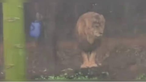 獅子也會憂鬱?雨中發呆像失戀 真相曝光