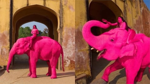 65歲大象遭「塗滿粉紅顏料」後死亡　網怒轟：虐待動物，不是藝術