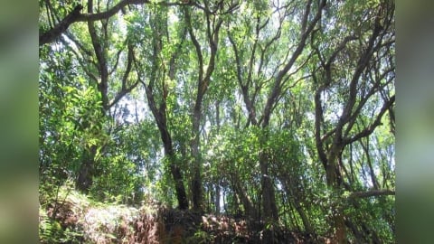 清明掃墓9成火災是人為　新北農業局警告：最高罰60萬＋刑責上身