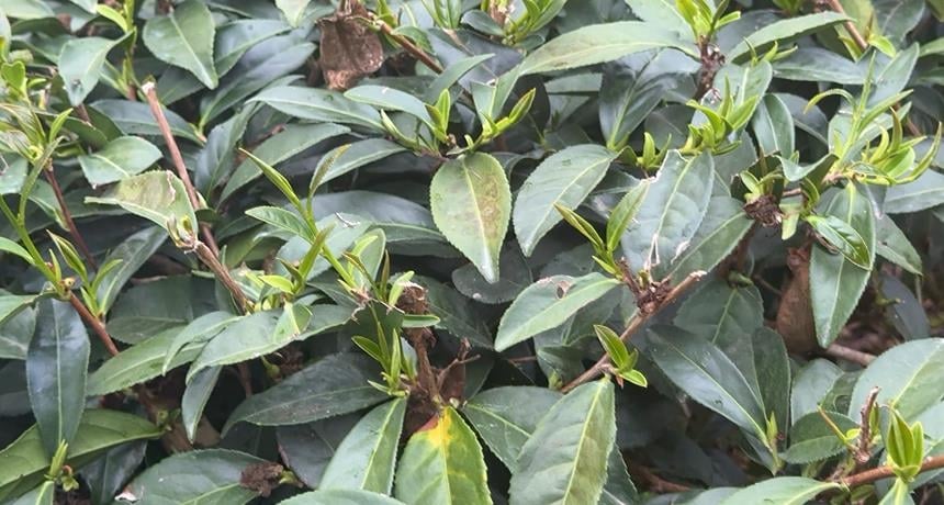 年初少雨！春茶還沒採枯一半　南投茶列天然災害現金救助範圍