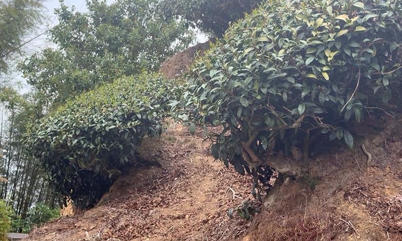 年初少雨！春茶還沒採枯一半　南投茶列天然災害現金救助範圍