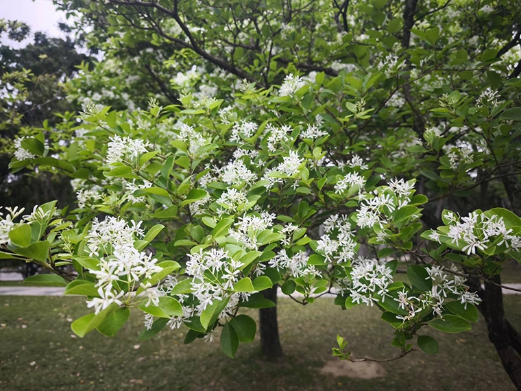 流蘇花盛開如「四月雪」！ 台北市27處賞花景點別錯過