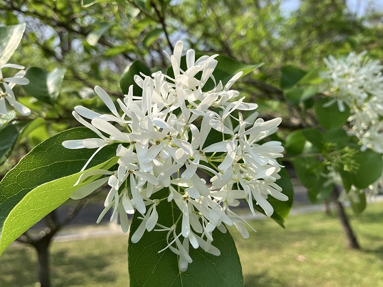 流蘇花盛開如「四月雪」！ 台北市27處賞花景點別錯過