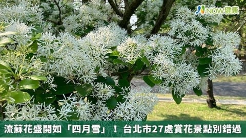 流蘇花盛開如「四月雪」！ 台北市27處賞花景點別錯過