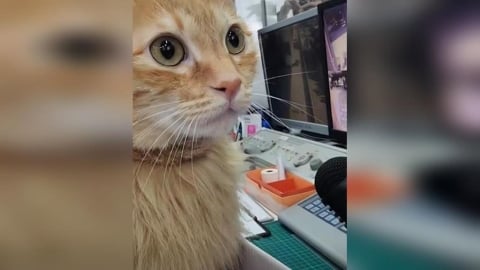 高雄捷運滿是貓叫聲！蜜柑生日驚喜登場　進出站就聽到療癒「喵聲」