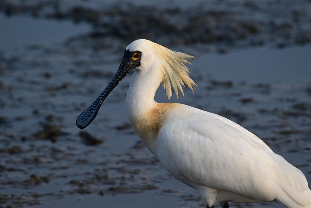 快新聞／從瀕危降級！全球黑面琵鷺6成在台灣　黃偉哲喊話：全民守護