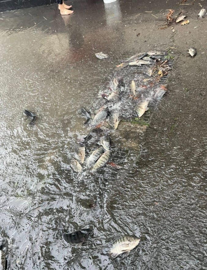 大雨狂炸!苗栗田寮圳暴漲險潰堤 南庄落石崩塌阻通行