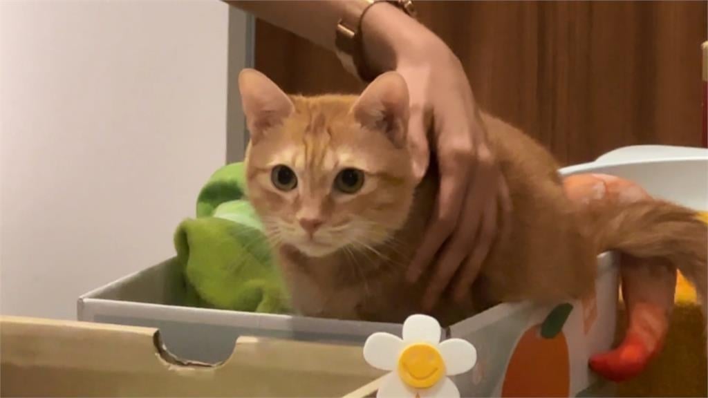 獨／蜜柑站長6歲生日辦粉絲見面會　高捷加碼做「這件事」與乘客同樂