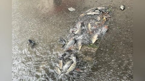 豪雨炸苗栗！吳郭魚成群攻佔排水孔　街道變魚塘網友嚇傻