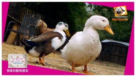 《我家的動物朋友》登場 呈現人與寵物的溫馨日常