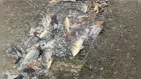 大雨成災!苗栗水溝蓋竟噴出「滿地活魚」 網看傻:太誇張