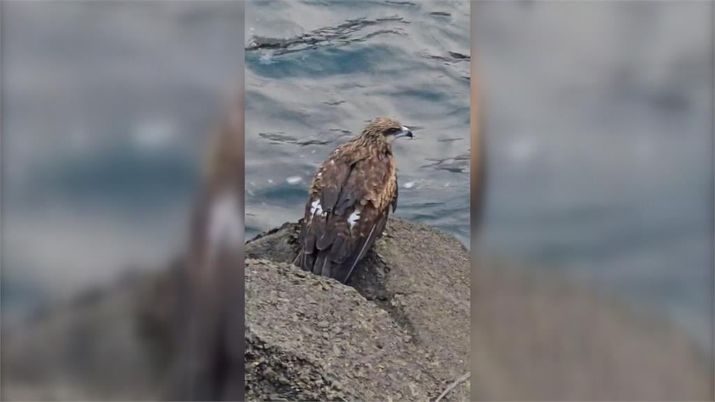 海面上載浮載沉!老鷹遭釣線纏繞 動保所、潛水教練即刻救援