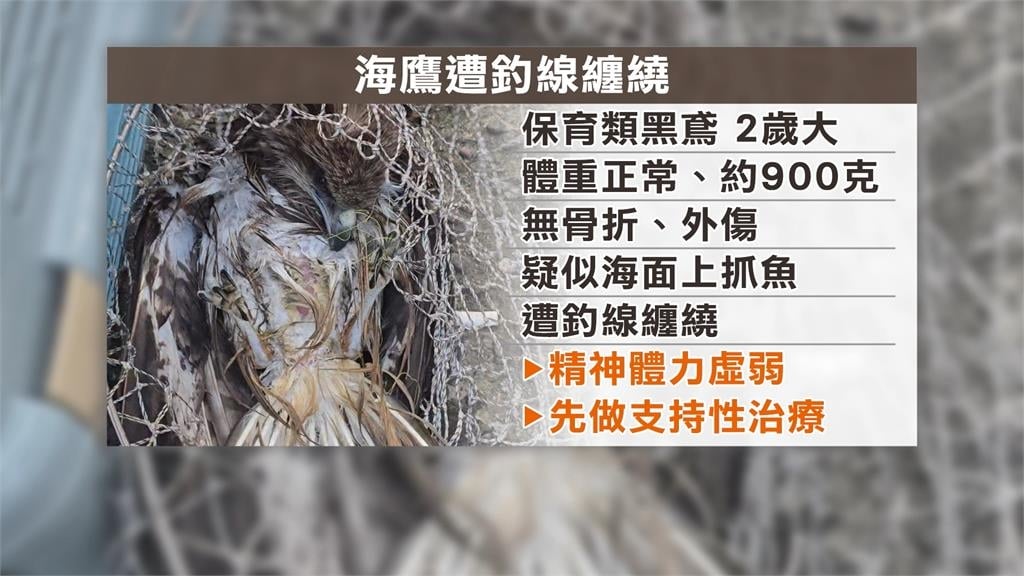 海面上載浮載沉!老鷹遭釣線纏繞 動保所、潛水教練即刻救援