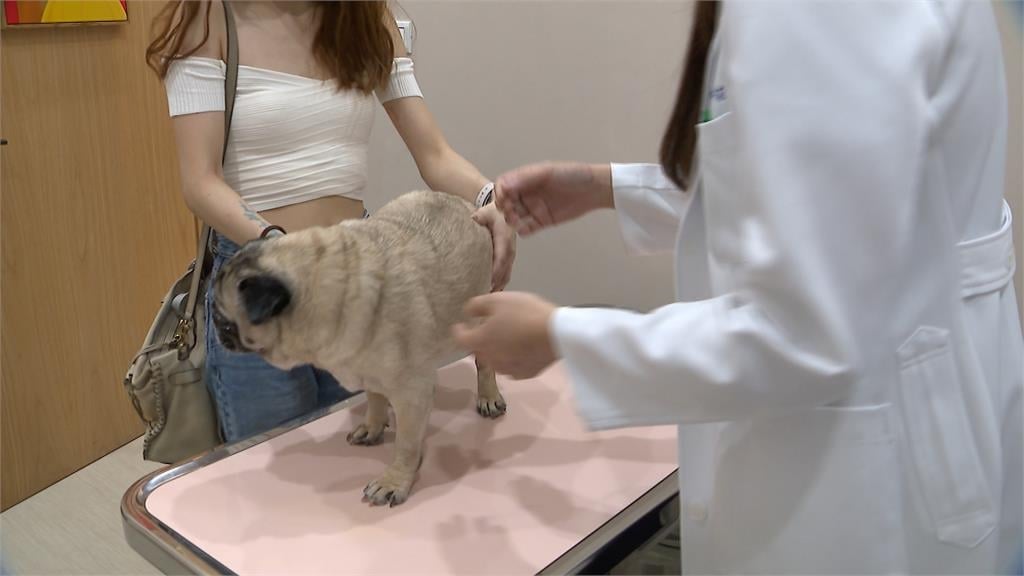 貴桑桑! 寵物「高齡化」看病需求高 醫院趁亂「宰肥羊」飼主負擔重