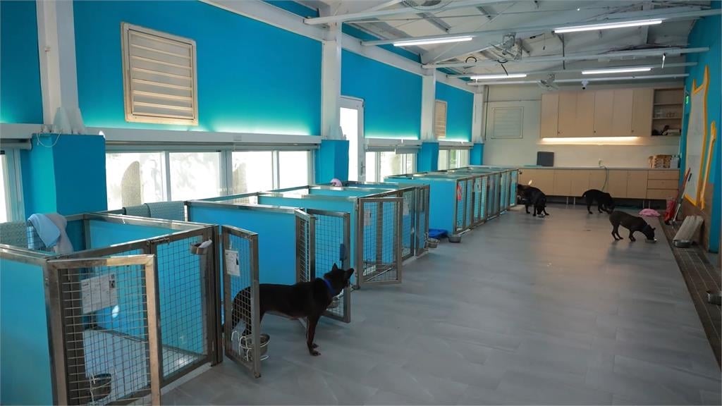 貴桑桑! 寵物「高齡化」看病需求高 醫院趁亂「宰肥羊」飼主負擔重