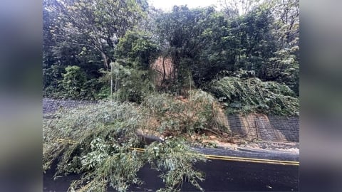 連夜大雨！龜山大坑路土石滑落、路樹橫躺 採單線雙向通車