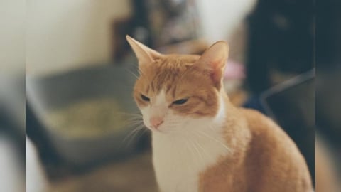 寵物用藥新制7月上路!飼主獸醫憂心配套不足 防檢署10日再開會討論