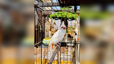 鳥叫聲太吵?台南女子失眠向鄰居求償10萬 法院判敗訴