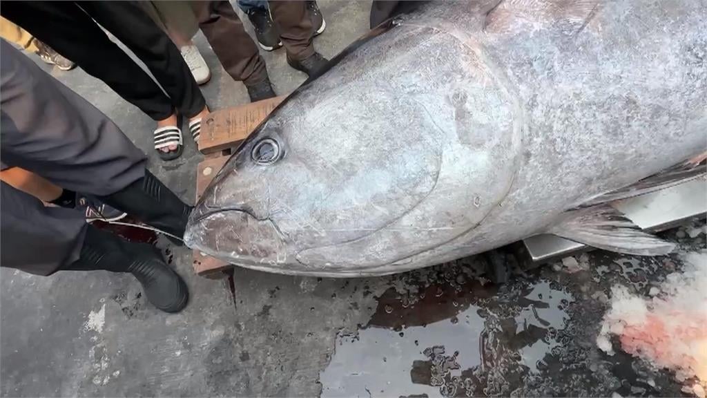 2026屏東第一鮪報到! 67歲船長"歪打正著"捕中黑鮪魚