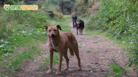 76歲嬤遭3犬狂咬全身200撕裂傷　反覆清創＋高壓氧治療加速修復